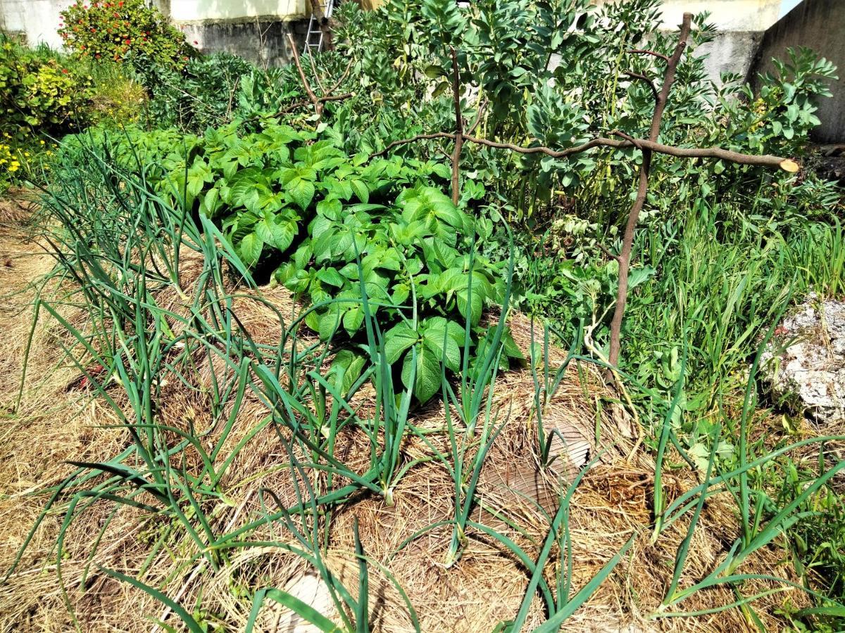 Bed and Breakfast Galo Preto - Urban Agriculture - Healthy Food Sintra Exterior foto